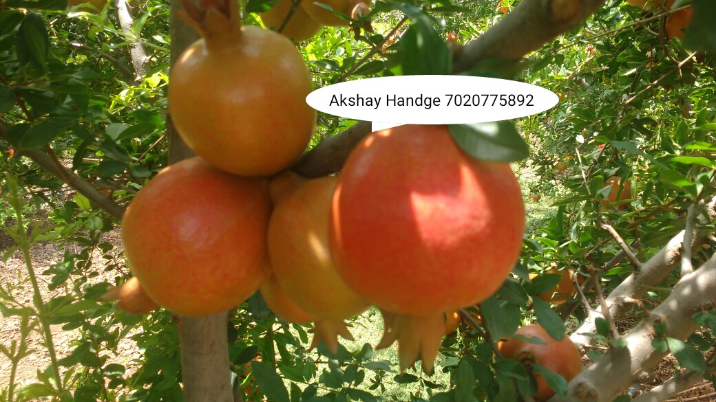 Green Planet Bio Products Nashik Mobile  shop Nashik